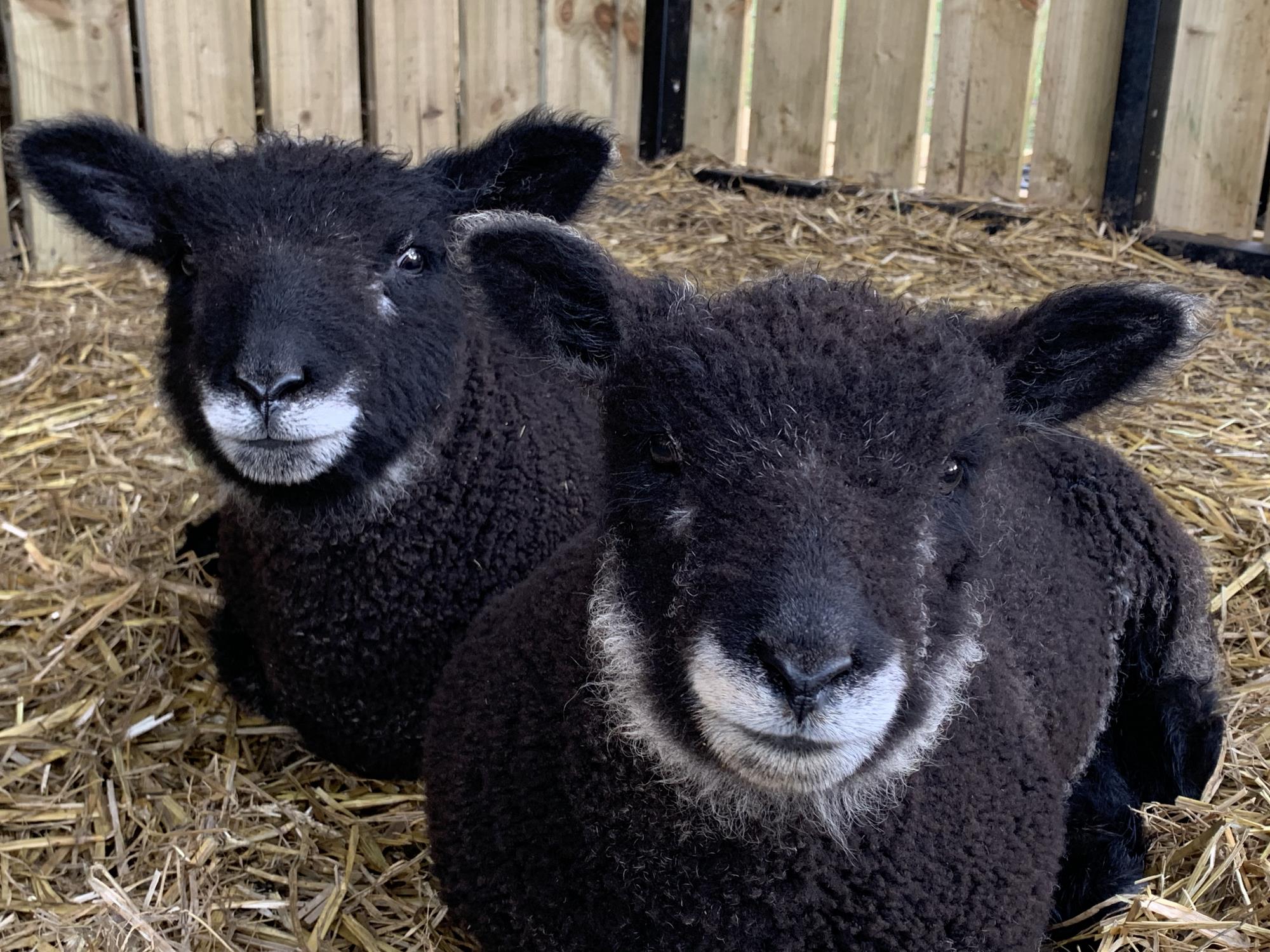 Coloured Ryeland Sheep