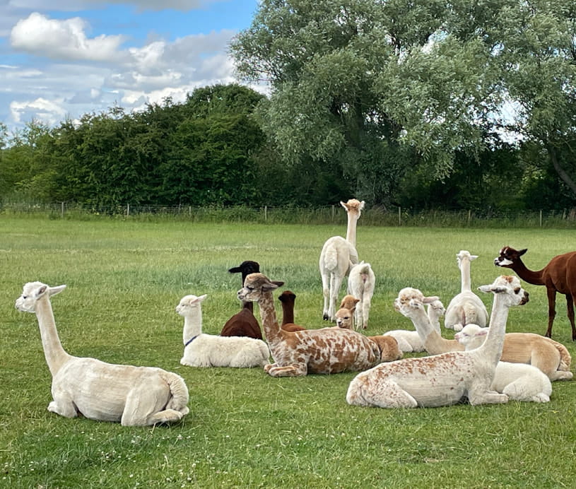 We offer quality & well bred Alpacas for sale