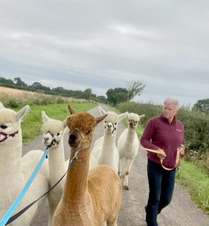 Alpaca Trekking