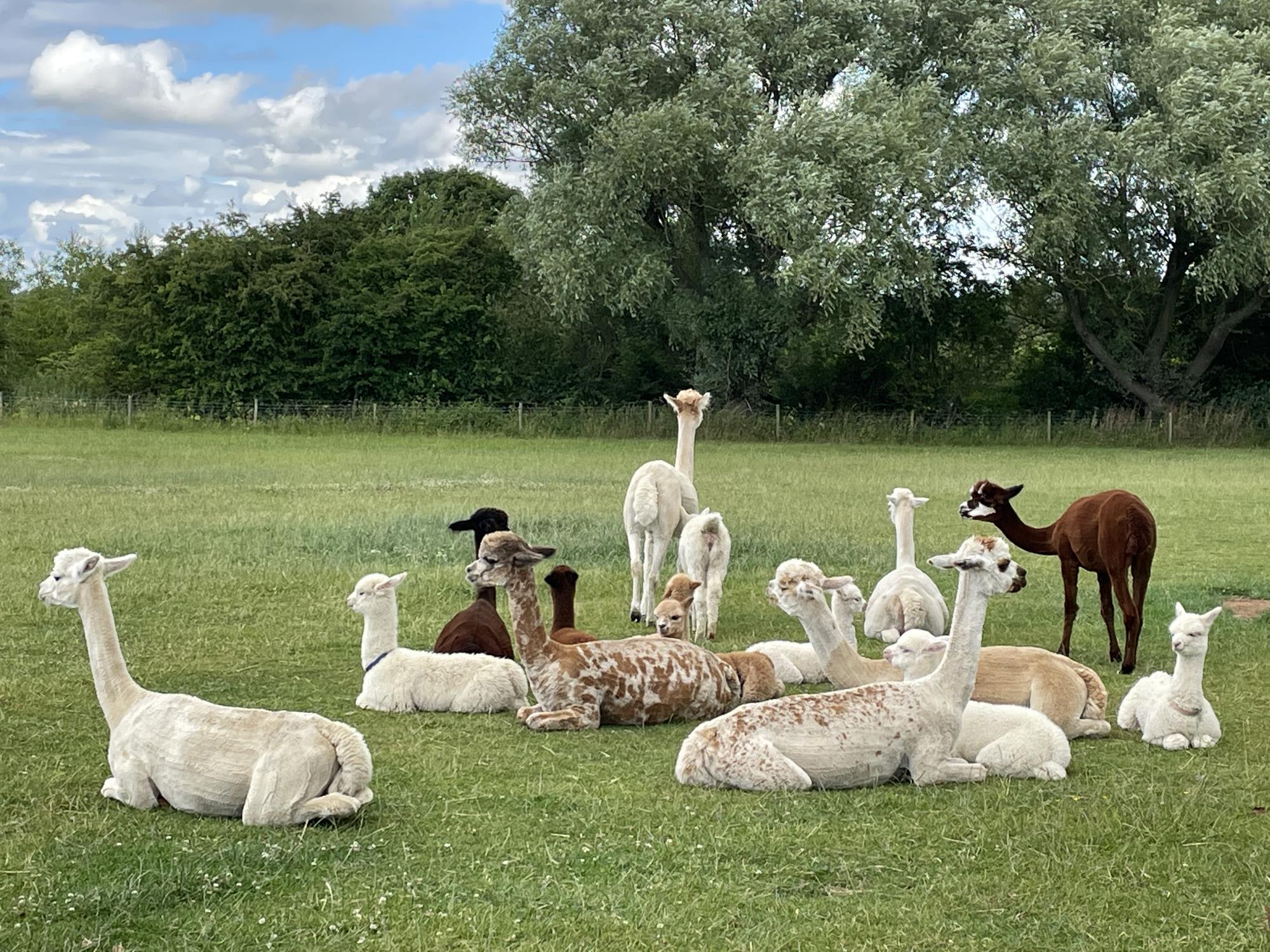 Alpaca Stud Services & Sales